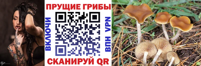 mega ССЫЛКА  Камень-на-Оби  Псилоцибиновые грибы ЛСД 